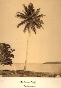 Margem do rio Amazonas, c. 1875. Fotógrafo não identificado. Coleção Leibniz Institut Fur Laenderkul/ Acervo IMS.