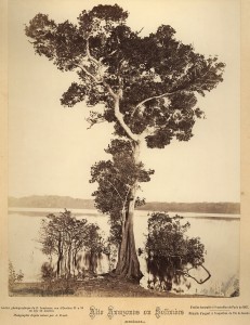 Sandra d'água, Rio Solimões (Alto Amazonas), c. 1865. Foto de Albert Frisch. Coleção Leibniz Institut Fur Laenderkul/ Acervo IMS.